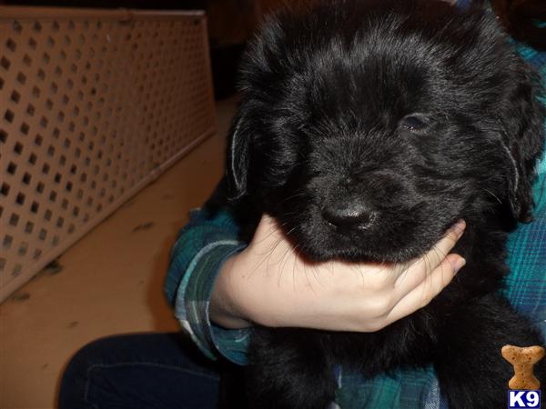 PT Newfie Picture 1